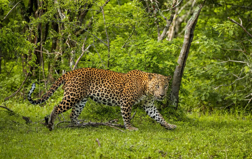 Yala Leopards