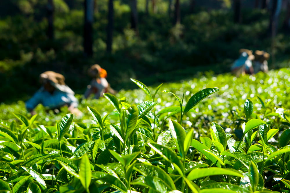 Sri Lanka Tea Country